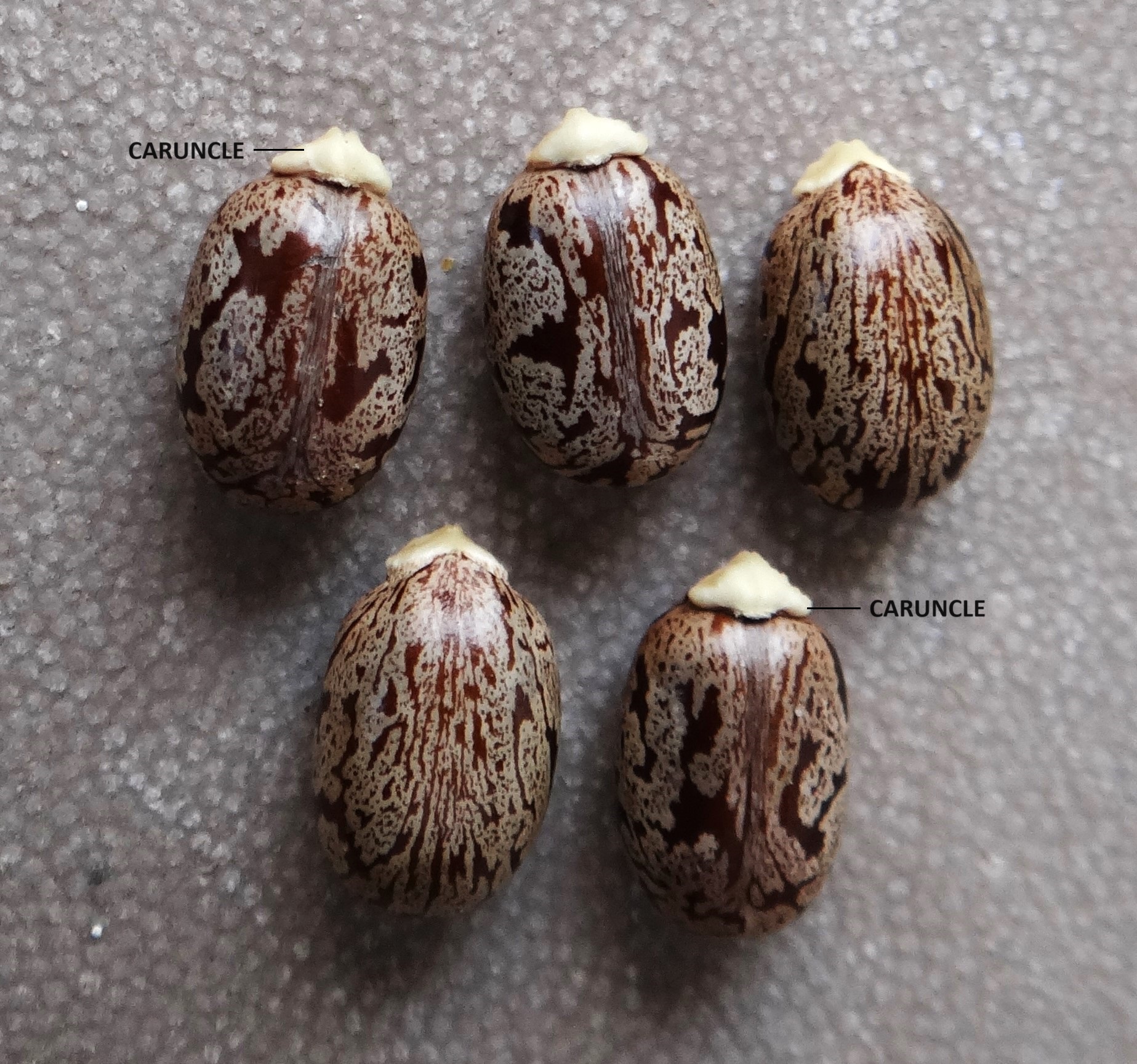 Seeds